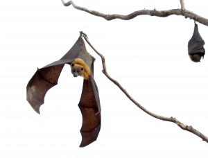 chauve souris