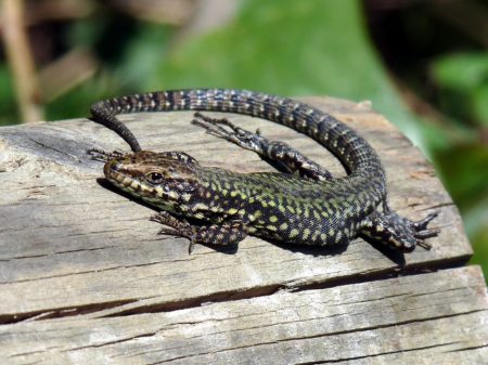 Lire la suite à propos de l’article Installation d’un hibernaculum à reptiles…